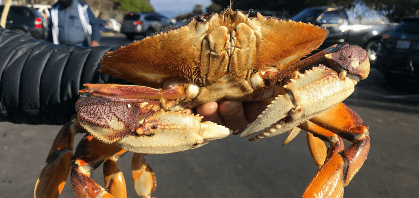 Crab